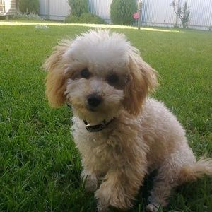 Meet your Posher, Carla